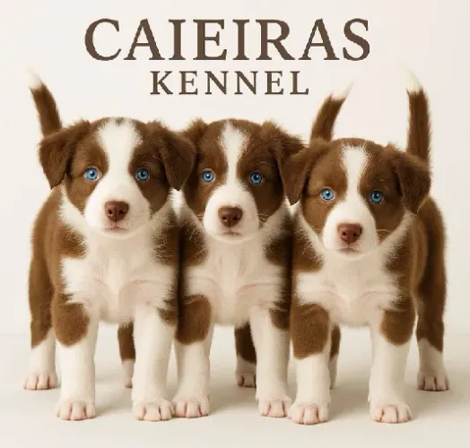 Border Collie Filhotes Disponíveis - Inteligentes e Afetuosos
