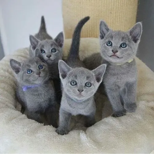 Fofuras de Gatinhos Russian Blue disponíveis