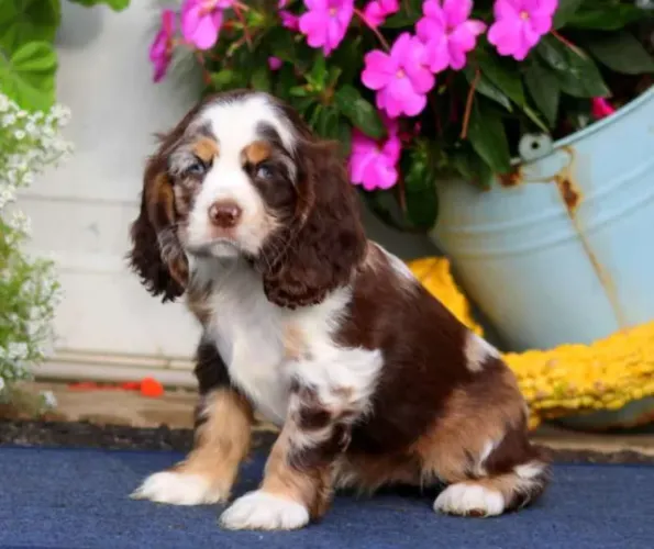 Cocker Spaniel dourado premium e meigo
