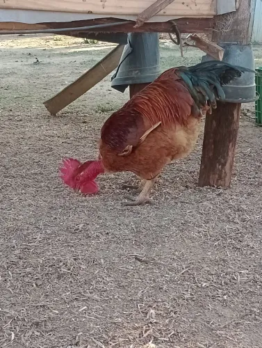 Aves de alta produtividade 