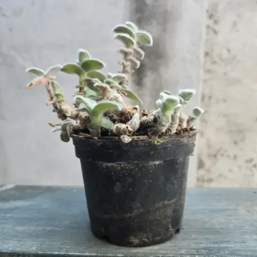 Suculenta