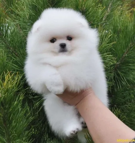 Spitz: fofura e alegria para sua casa!