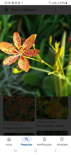 Orquídeas leopardo 