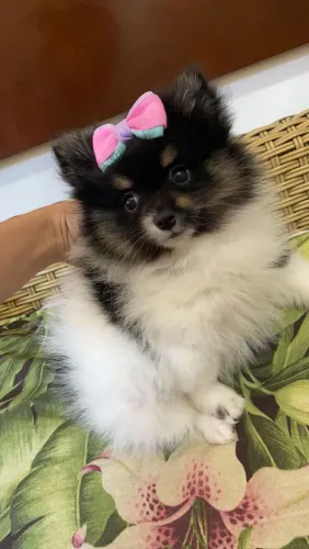 Spitz Alemão preta branca e castanho 