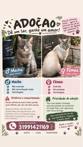 Gatinhos