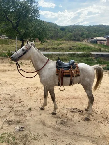 Cavalo