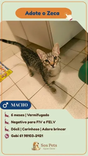 Adote o Zeca