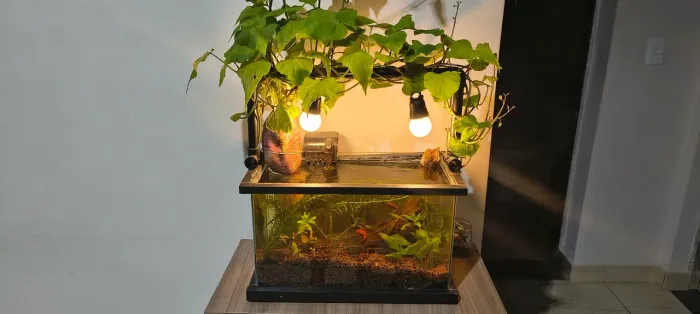 Aquário 20 Litros Completo com Iluminação e Acessórios