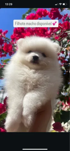 Filhote de Spitz Alemão