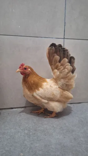 Galinha Nagasaki Buff Calda Preta