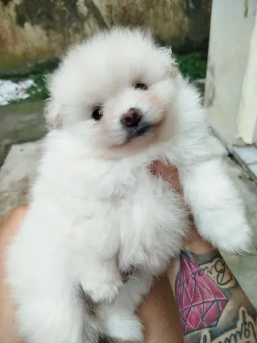 Vendo filhotes de Lulu da Pomerânia