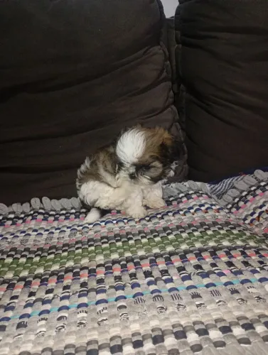 Cachorro