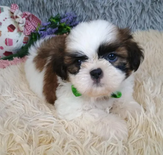 Shih Macho Vacinado