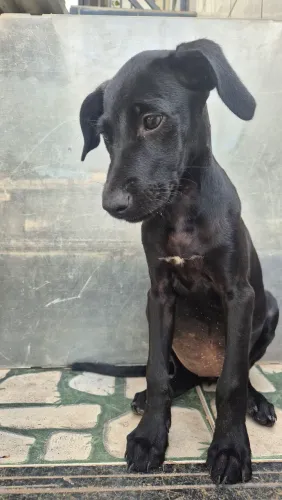 Adoção de cachorros filhotes