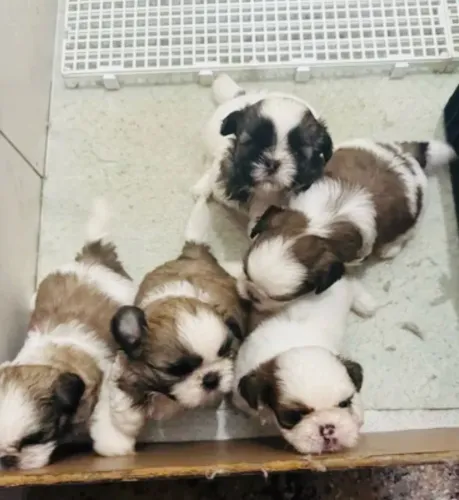 Filhotes de shih-tzu