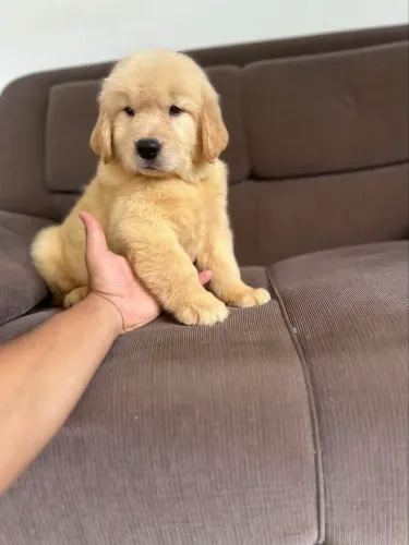 Cachorro golden filhote para adoção em recife