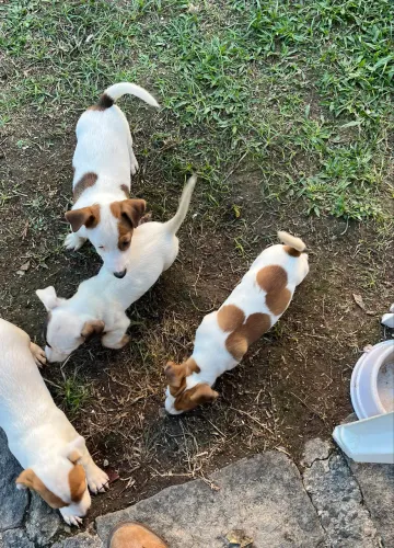 JACK RUSSELL TERRIER