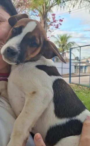 Cachorros filhotes para doação