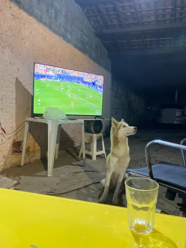 Husky siberiano