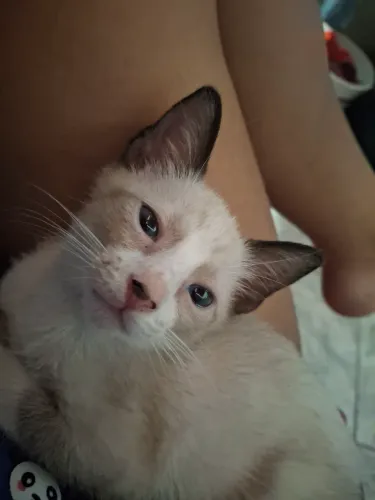 Doação de gato