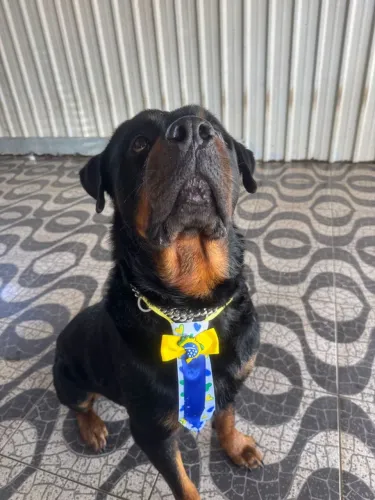 Acessórios pet