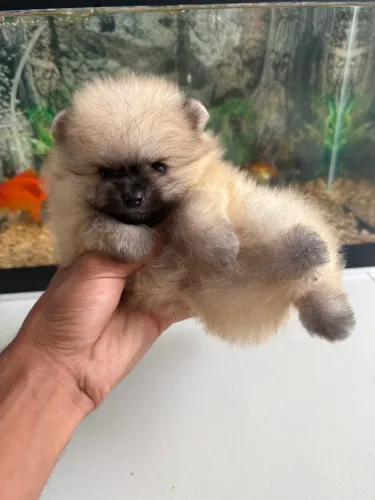 Lulu da pomerania anao