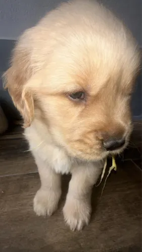 Goldem Retriever filhotes