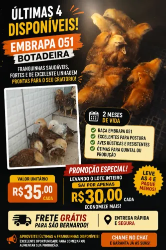 FRANGUINHA GALINHA EMBRAPA 051 - APENAS R$ 35 CADA! Ultimas unidades