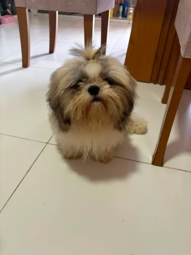Vendo shitzu 7 meses macho