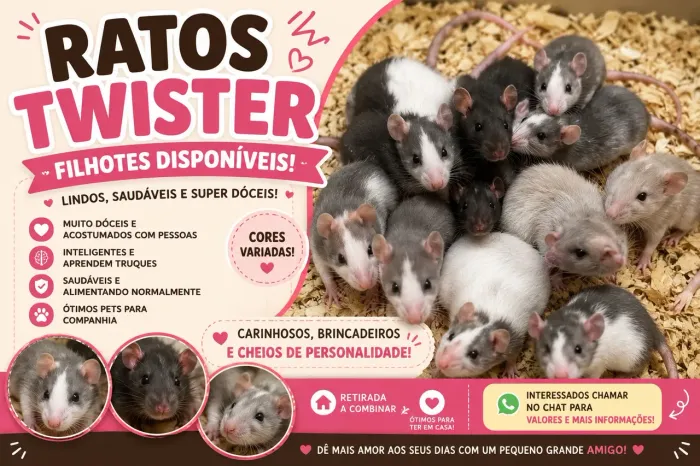 ? RATOS TWISTER FILHOTES DISPONÍVEIS ?