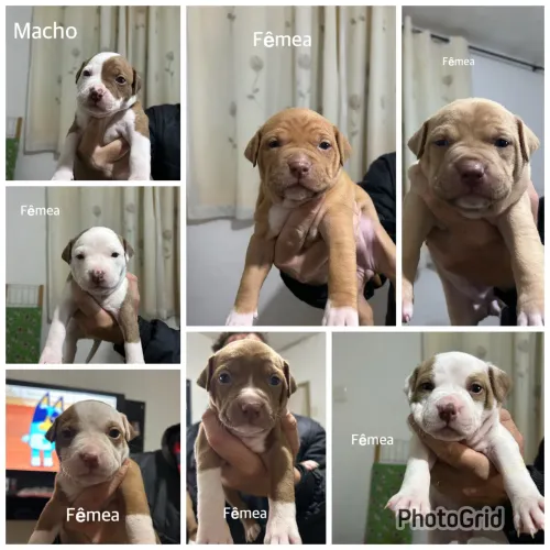 Filhote de cachorro 