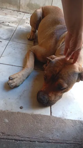 Vendo pitbull monster