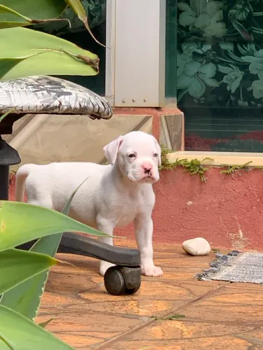 Pra sair rápido- filhote Boxer