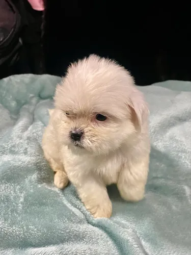 Filhotes de shih tzu mini