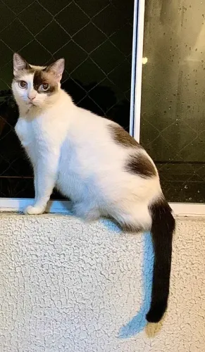 Adoção responsável gata fêmea