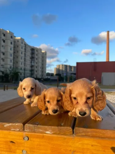 Conheça os pequenos do Imperior dos Dachs