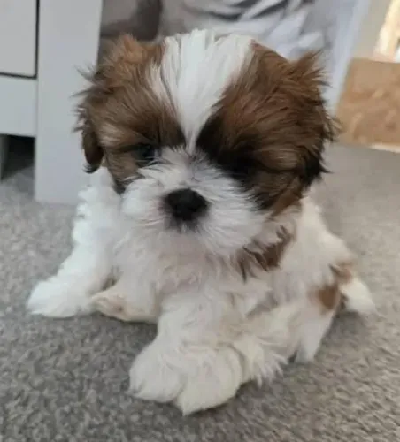 Lhasa Apso Filhotes Cães Independentes. 
