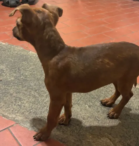 Raça pinche 01 puro 2 meses