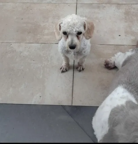 Cachorro
