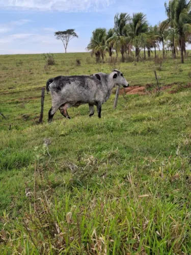 Vaca a venda