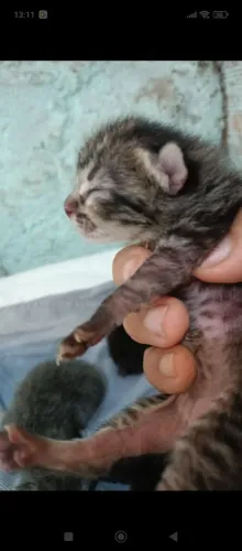 Olha que linda , uma fêmea malhada muito fofinha esperando um lar ?