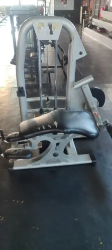 Mesa flexora 