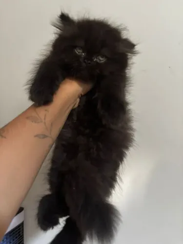 Filhote de gato persa 
