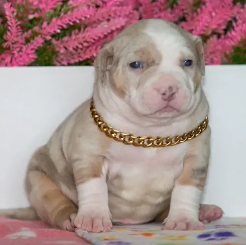 Filhotes De American Bully - Amor Que Floresce Todo O Dia