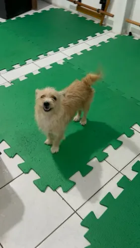 Cachorrinha para adoção!
