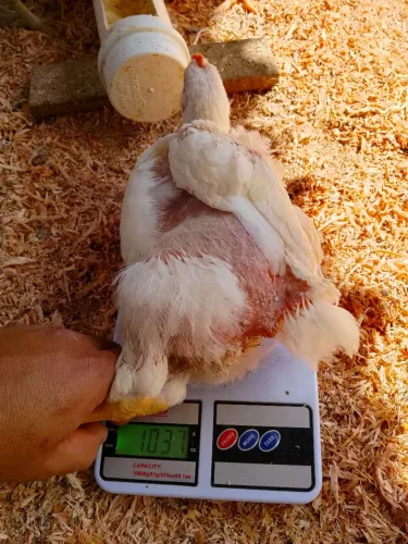 Frangos de granja, no sistema caipira!!