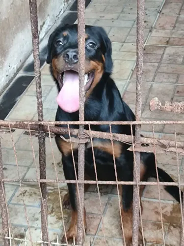 Temos rottweiler fêmea de 6 meses um macho de 3 meses e outra fêmea de 1 ano todos vaci