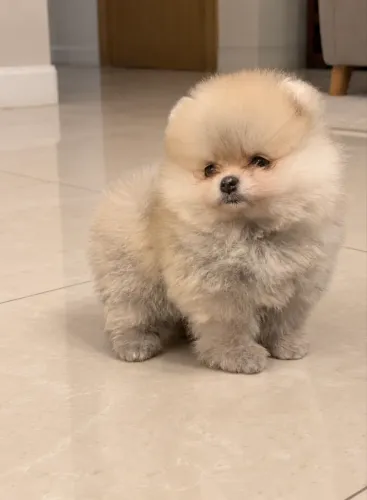 Lulu da pomerania anão fêmea e macho