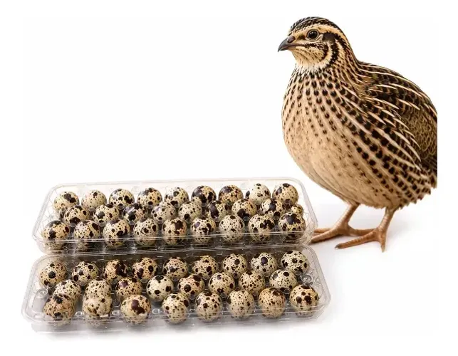 OVOS DE CODORNA FÉRTEIS À VENDA! ? Ótimos para INCUBAÇÃO E CRIAÇÃO