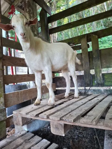 Vendo uma cabras macho e uma fêmea da raça saamea a fêmea tem 1 ano e 8 meses o macho 7 m